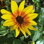 Helianthus debilis Annet