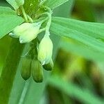 Polygonatum verticillatum Квітка