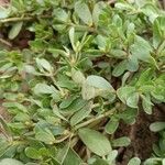 Portulaca oleracea പുഷ്പം