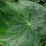 Pothomorphe peltata Leaf