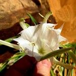 Pancratium trianthum Flor
