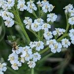 Achillea nobilisΛουλούδι