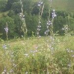 Campanula rapunculusBlomst