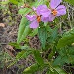 Rhexia virginica 葉