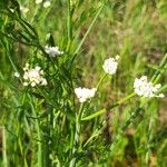 Oenanthe fistulosa Flower