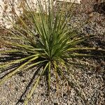 Dasylirion texanum Leaf