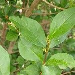 Ligustrum ovalifolium Blatt