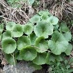 Umbilicus horizontalis Leaf