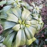 Daphne laureola Leaf