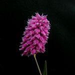 Bistorta macrophylla Цветок