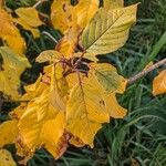 Frangula alnus Blad