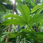 Cecropia schreberiana Hoja
