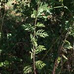 Jacobaea erucifolia Blatt