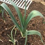 Allium porrum Frunză