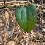 Smilax glauca ഇല