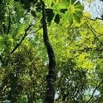Schefflera morototoni Hábito