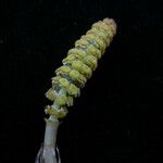 Equisetum diffusum Flor