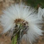 Sonchus maritimus Ffrwyth