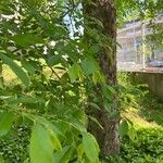 Ulmus parvifolia 树皮