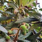 Eriobotrya japonica Mbuma