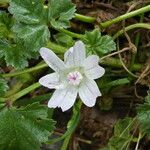 Malva neglecta Flor