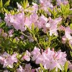 Rhododendron schlippenbachii फूल