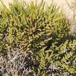 Arthrocnemum macrostachyum Likasa