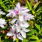 Hebe brachysiphon Flower