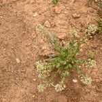 Lepidium heterophyllum Feuille