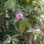 Melastoma malabathricum Flower