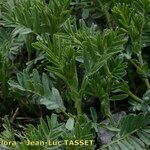 Vicia argentea Hoja