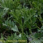 Vicia argentea Blad