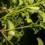 Zinowiewia integerrima Flor