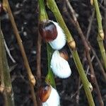 Salix discolor Blüte