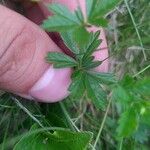 Potentilla anglica Leaf