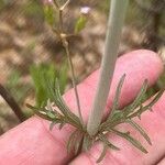 Valeriana calcitrapae Blatt