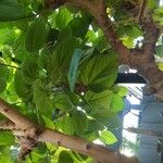 Ficus auriculata ᱥᱟᱠᱟᱢ