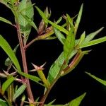 Ludwigia erecta 其他