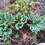 Lycopodium × oellgaardii Habit