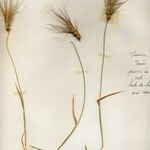 Aegilops neglecta موطن