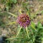 Tragopogon porrifolius Blodyn