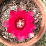 Gymnocalycium baldianum Λουλούδι