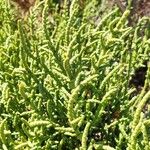 Arthrocnemum macrostachyum Likasa