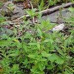 Lycopus uniflorus عادت