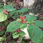 Viburnum lantanoides Fruit