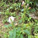 Crassocephalum crepidioides Blüte