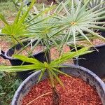 Coccothrinax barbadensis Hoja