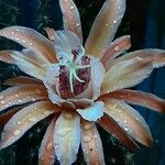 Cleistocactus spp. Flower