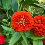 Zinnia peruviana花