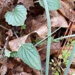 Viola purpurea Leaf